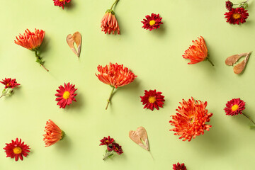 Chrysanthemum flowers and maple seeds on green background