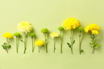 Beautiful chrysanthemum flowers on green background
