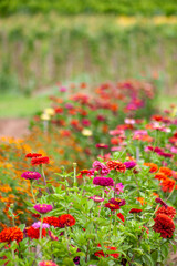 Feld mit Zinnien (Zinnia)