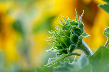 Sonnenblume (Helianthus annuus), Knospe