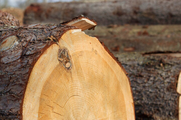textured cut tree stump as a natural background