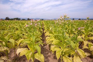 Tabakanbau, Tabakfeld (Nicotiana tabacum)