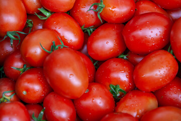 Tomaten, Roma-Tomaten mit Regentropfen