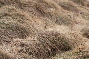 dry grass in the field as a natural background