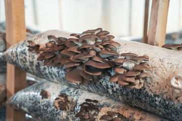 Mushrooms Farm, cultivation and growing fungus in plastic bags and organic soil material, close up.