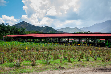 View of an Aloe vera cultivation and the majestic mountains at the region of Valle del Cauca in Colombia