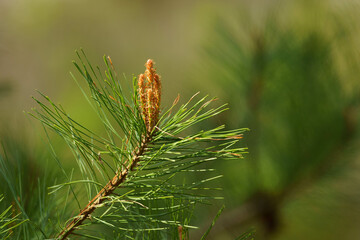 Naklejka premium 手入れされた松の木