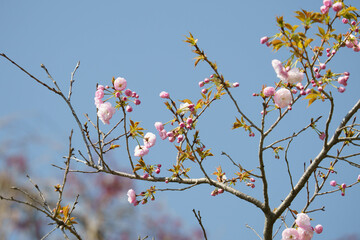 様々な種類の桜