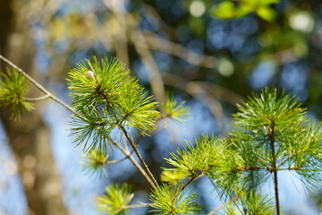 手入れされた松の木