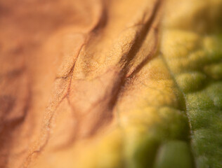 Detail of nature background. Warm sunny shades of natural spring leaves. Macro soft focus, real color detail of garden primrose leaf. Background, wallpaper.