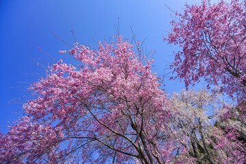 青空バックに見上げる満開のピンクのしだれ桜＠吉野山、奈良