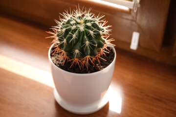 Pot avec petit cactus sur rebord de fenêtre en bois