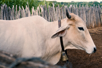 cows in the farm