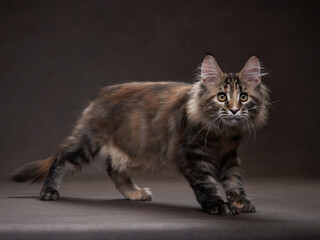 Maine Coon Kitten plays. Pet on the background of the canvas. cat portrait in studio