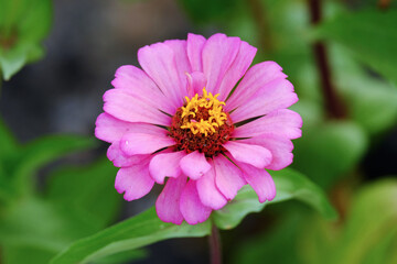 Top view fresh pink Zania flower with yellow pollen