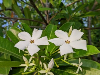 Cerbera odollam flower in the morning