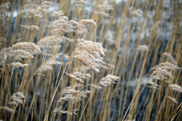 Fototapeta premium Reeds at the lake