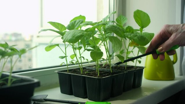 Elderly woman takes care of seedlings on the windowsill. Growing vegetables eggplant sprouts from seeds at home.