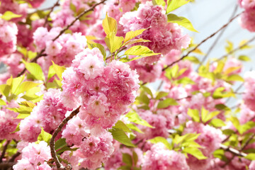 Beautiful spring flower cherry blossoms, Sakura Flower With Beautiful Nature Background