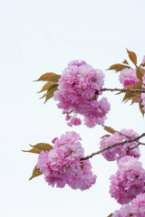 Beautiful spring flower cherry blossoms, Sakura Flower With Beautiful Nature Background