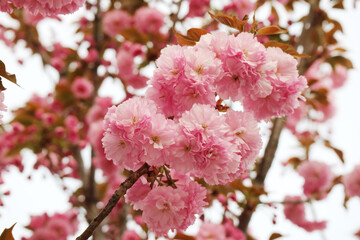 Beautiful spring flower cherry blossoms, Sakura Flower With Beautiful Nature Background
