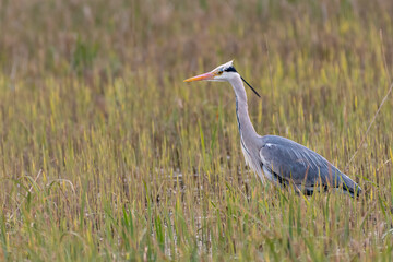 Grey heron (Ardea cinerea) hunts for fish in the reeds, Norfolk, UK.