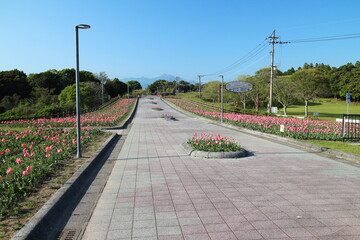 霧島ヶ丘公園の赤いチューリップの道