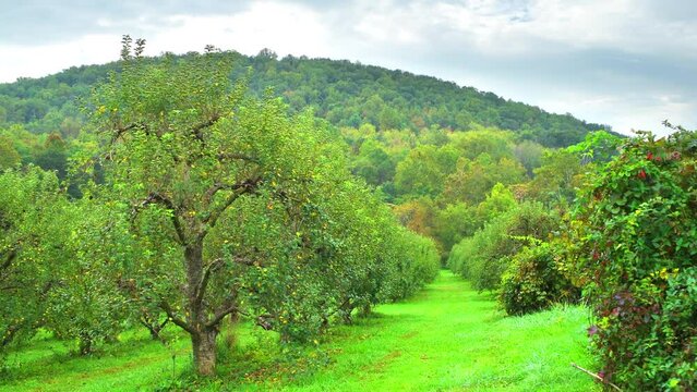 Point of view pov walking handheld shot between rows of apple orchard fruit trees in autumn countryside agricultural farm with green grass rolling hills, bee hive wooden houses in Virginia mountains