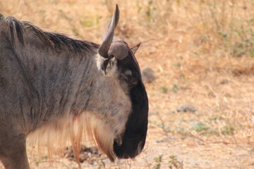 Wildebeest