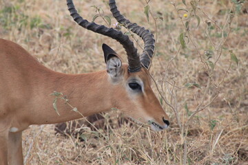 impala in the savannah