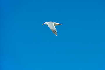 Seagull against Blue Sky. A seagull flying in a stiff breeze against a blue sky. 

