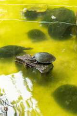 Obraz premium A tortoise on a rock in a pond full of other tortoises swimming