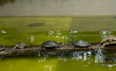 Four turtles on a log with water around