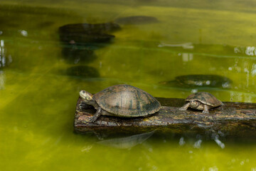 Obraz premium Turtles in the middle of the pond