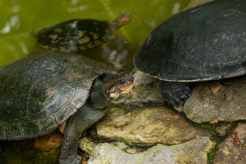 Obraz premium A tortoise on a rock approaching another tortoise