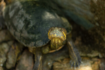 A beautiful turtle looking at camera