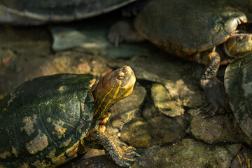 A beautiful turtle on a rock receiving a sunbeam on its head