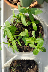 seedlings in a greenhouse