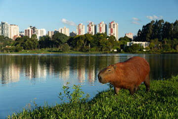 Capybara in Barigui Park in Curitiba Parana Brazil.
