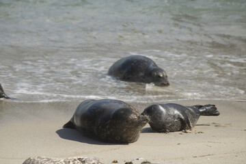 Sunbathing seals