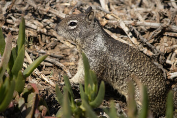 Wildlife of Squirrel 