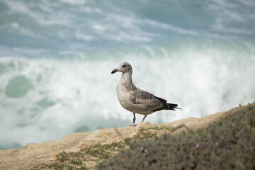 seagull on a rock