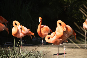 group of flamingos