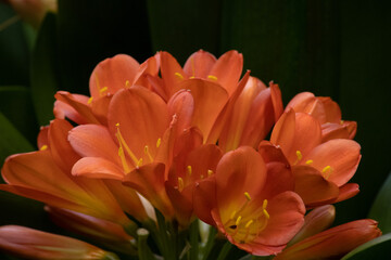 yellow and orange flower