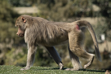 baboon walking