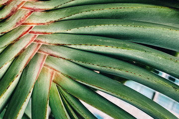 Obraz na płótnie Canvas Tropical palm leaf close-up