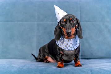 A serious and cute dachshund puppy sits in a festive cap and collar on the couch at home. The dog...
