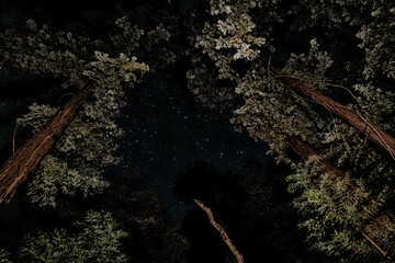 Gazing up at the night sky at Redwood Camp in the Ventana Wilderness in Big Sur, California