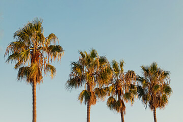 Fototapeta na wymiar Tropic palms over blue sky