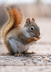 Naklejka na ściany i meble Squirrel eating sunflower seeds